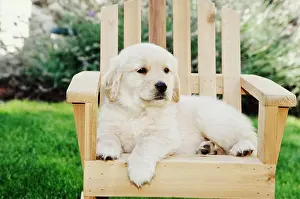 Canine Prints: Golden Retriever puppy in chair