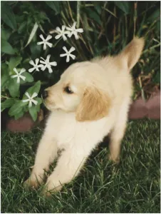 Golden Prints: A Golden Retriever puppy on a lawn