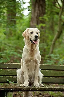 Domestic Dogs Prints: Golden Retriever sitting on a bench