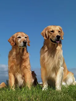 Golden Retrievers, AKC, 2-year-old Higgins and 9-year-old Keeper photographed in Palmer