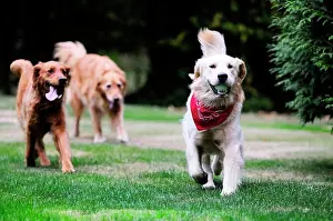 Small Group Prints: Two Golden Retrievers chase after a third Golden Retriever that has a ball