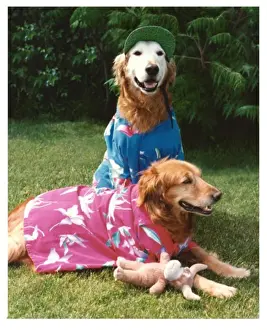 Two Animals Prints: Two Golden Retrievers dressed in clothes