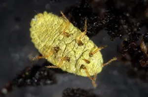 Golden Prints: Golden root mealybug, Chryseococcus arecae