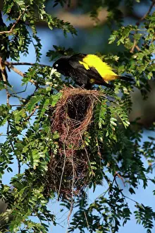 Brazil Prints: Golden-winged cacique (Cacicus chrysopterus) on its nest, Pantanal, Brazil
