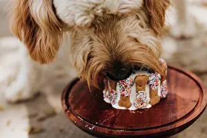 Tableware Prints: Goldendoodle eats his birthday cake outside in backyard of home