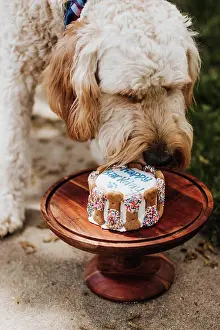 Tableware Prints: Goldendoodle eats his birthday cake outside in backyard of home