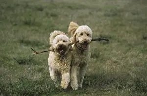 Obedience Prints: Two Goldendoodles carrying stick in teeth