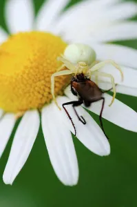 Afrasia Prints: Goldenrod Spider paralyzing its prey on an Oxeye Daisy