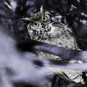 Intense Prints: In Goleta, California, there are many eucalyptus trees that the great horned owls like to perch