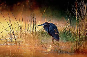 Giant Prints: Goliath heron