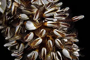 Seafood Prints: Gooseneck barnacles (Lepas anatifera) feeding at night under a wharf in the Philippines