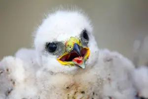 Parenting Prints: Gorgeous white bird of prey chicks: Rough-legged Buzzard