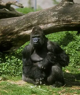 Gender Prints: Gorilla, Male (Gorilla gorille) Arnhem Zoo, Holland