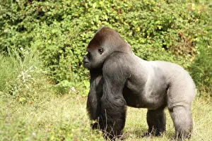 Afrasia Prints: Gorilla watching in the Monkeys Valley France