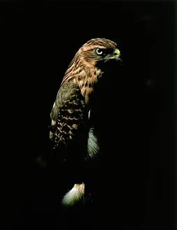 Noir Prints: Goshawk, accipiter gentilis, Adult against Black Background