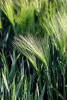 Growing Prints: Grain field, barley (Hordeum vulgare)