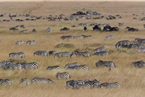 Chordate Prints: Grant's zebras and wildebeests, Kenya Kenya