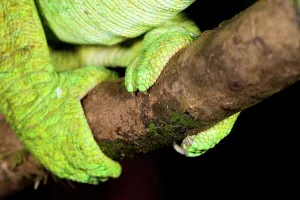 Grasping Prints: Grasping foot of Male Parson's chameleon (Calumma parsonii) in rainforest understory