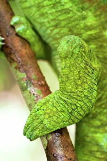 Grasping Prints: Grasping foot of Male Parson's chameleon (Calumma parsonii) in rainforest understory