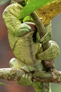 Gripping Prints: Grasping foot of Male Parson's chameleon (Calumma parsonii) in rainforest understory