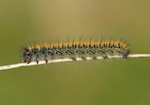 System Prints: Grass Eggar (Lasiocampa trifolii) caterpillar