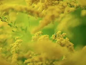 Bokeh Prints: Grasshopper on yellow flowers, close-up