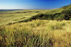 Pasture Prints: Grasslands, Head Smashed In Provincial Park, Alberta, Canada