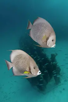 Swimming Animal Prints: Gray angelfish (Pomacanthus arcuatus) schooling to be cleaned from parasites and death skin on the underwater museum