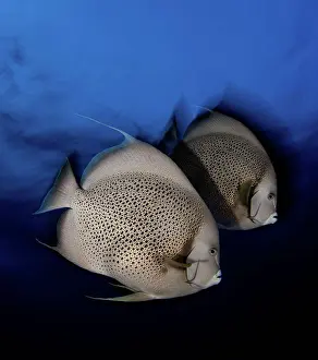 Mexico Prints: Two Gray Angelfish (Pomacanthus arcuatus) underwater, Isla Mujeres, Quintana Roo, Mexico