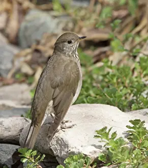 Full Length Prints: Gray-cheeked Thrush, Catharus minimus
