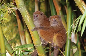 Endangered Prints: two gray gentle lemurs, lesser bamboo lemurs, Hapalemur griseus griseus
