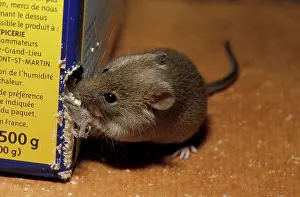 Afrasia Prints: Gray mouse gnawing a package of semolina France