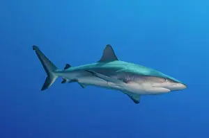 Ground Sharks Prints: Gray reef shark (Carcharhinus amblyrhynchos)
