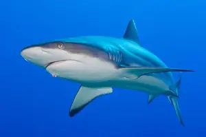 Ground Sharks Prints: Gray reef shark (Carcharhinus amblyrhynchos) full frontal body view