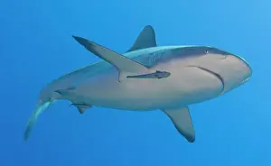 Ground Sharks Prints: Gray reef shark (Carcharhinus amblyrhynchos) with remora