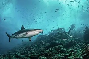Undersea Prints: A gray reef shark patrols the reef, Kadavu Island, Fiji