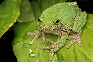 Animal Wildlife Prints: Gray Treefrog (Dryophytes versicolor), Thornton, Ontario, Canada