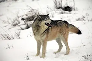 Carnivores Prints: Gray Wolf, (Canis lupus), Montana, North America, USA, adult in snow