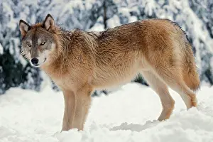 Agility Prints: Gray Wolf in the Snowy Takshanuk Mountains