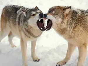 Southeast Alaska Prints: Gray Wolves Baring Their Teeth