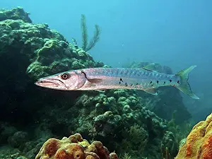 Florida Prints: Great barracuda (Sphyraena barracuda)