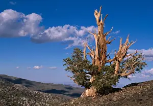 Coniferous Prints: great basin bristlecone pine pinus longaeva at 11