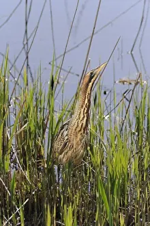Maritime Prints: Great Bittern (Botaurus stellaris) adult