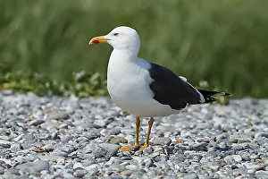 Northern Germany Prints: Great Black-backed Gull (Larus marinus)