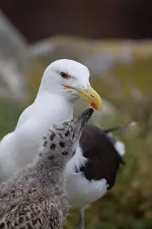 Bill Prints: Great Black-backed Gull (Larus marinus) adult with chick
