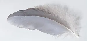 Symmetrical Prints: Great Blue Heron (Ardea herodias) feather