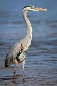 Heron Prints: Great Blue heron (Ardea herodias) fishing along the shoreline