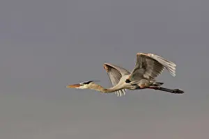 Adult Animal Prints: Great blue heron (Ardea herodias) in flight with a sky background