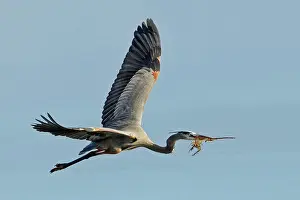 Spread Wings Prints: Great blue heron (Ardea herodias) with a small stick in flight over water
