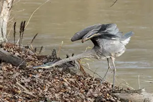 Chordate Prints: Great Blue Heron (Ardea herodias) stretching along a riverbank